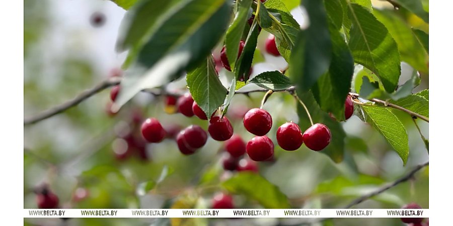 Грозы и кратковременные дожди ожидаются сегодня в Беларуси