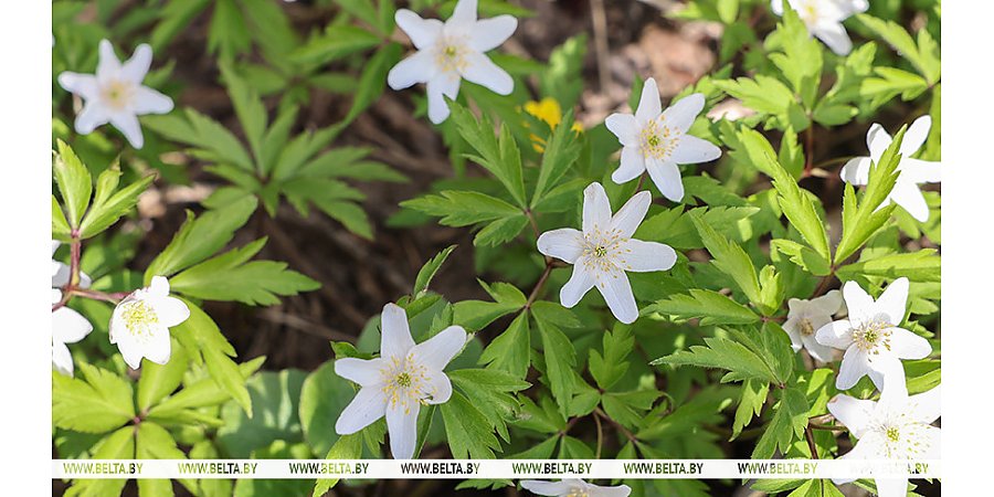 Какой будет погода на Пасху, рассказали синоптики