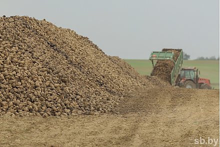 В Беларуси накопали более 1 млн тонн сахарной свеклы