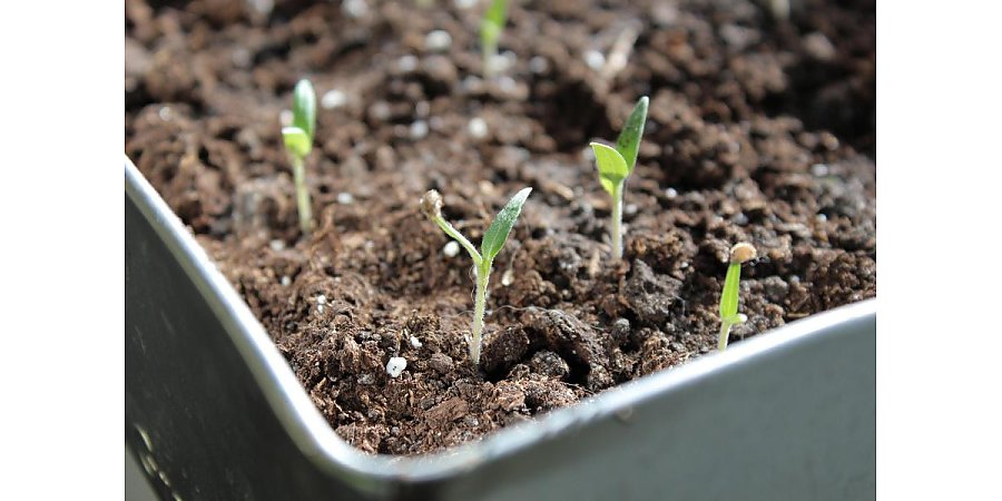 Когда лучше сеять перцы и баклажаны на рассаду? Отвечает садовод