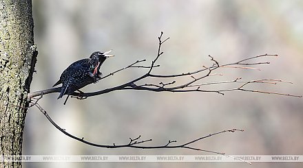 Ждать ли белорусам сегодня дождей, ответили синоптики