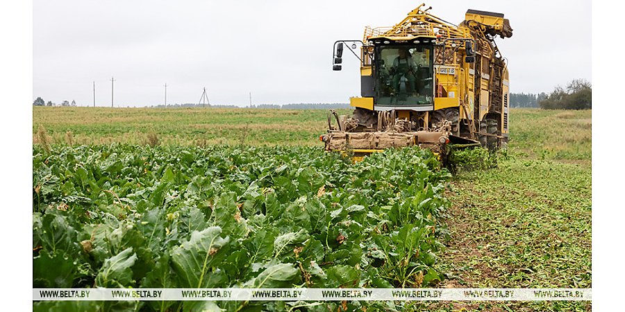 Более 50% площадей сахарной свеклы убрано в Беларуси