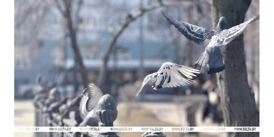Тепло, но с дождями. Синоптики рассказали о погоде в Беларуси сегодня