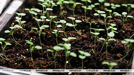 Видеотуры и цветочная рассада для пожилых. Новые инициативы БКК стартовали в Гродненской области