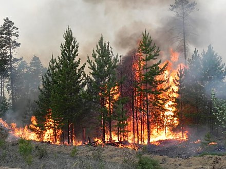 Как не допустить пожара в лесу