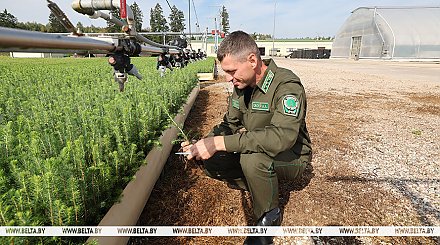 Александр Лукашенко назвал важнейшие задачи, стоящие перед лесным комплексом Беларуси