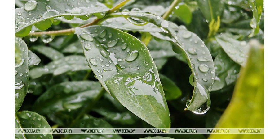 Облачная погода с дождем и грозами ожидается сегодня в Беларуси