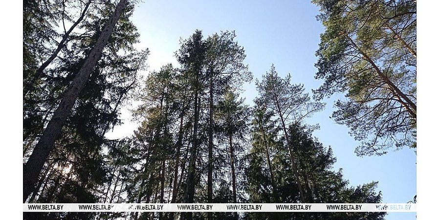 Запрет на посещение лесов сохраняется в 25 районах Беларуси