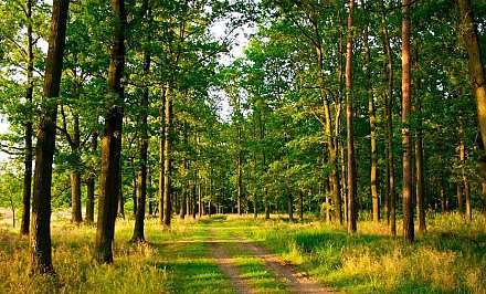 В Гродненской области в 14 районах действует ограничение на посещение лесов