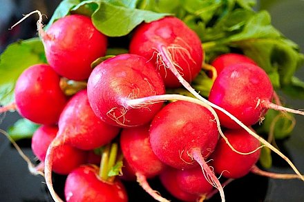 Редиска вырастет крупной и очень сочной – полейте культуру этим раствором