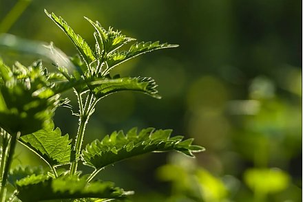 Народные приметы на 11 июля 2025 года: что можно и нельзя делать в этот день