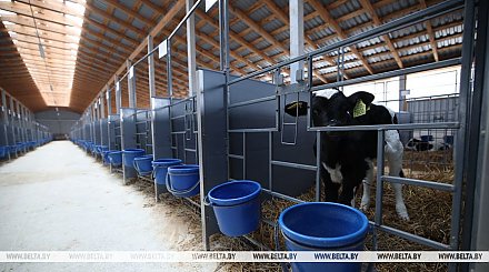 В Беларуси к октябрю построят 528 профилакториев для телят