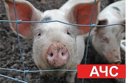 Как избежать на личных подворьях африканской чумы свиней 