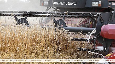 В Беларуси намолотили свыше 11 млн тонн зерна с учетом рапса и кукурузы