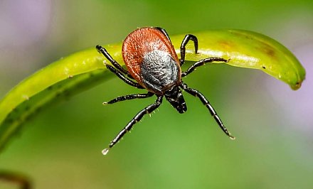 Как защититься от укусов клещей и зачем делать прививку