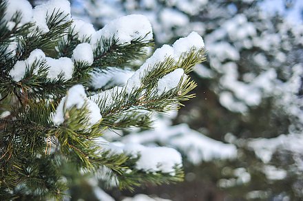 Декабрь без зимы? Синоптик Дмитрий Рябов рассказал о погоде с 1 по 7 декабря