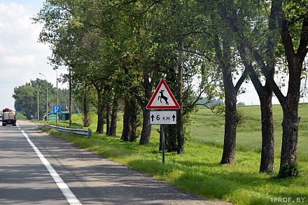 На дорогах Беларуси внедрят новую систему защиты от животных