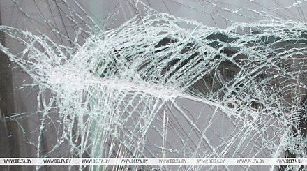 В какой области Беларуси произошло больше всего ДТП с участием диких животных, рассказали в Госинспекции