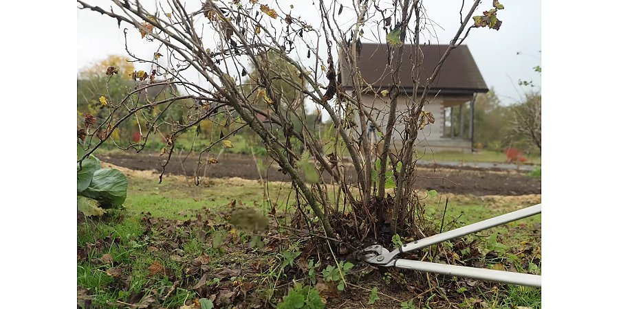 Посадка культур, обрезка, укрытие: какие работы еще стоит выполнить в саду и огороде до зимы