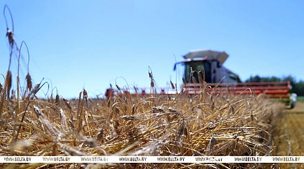 В Беларуси с учетом рапса намолотили более 6,3 млн. тонн зерна