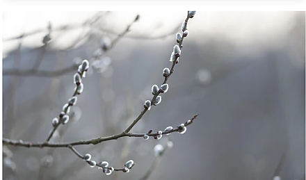 Приготовьте кашу с медом: народные приметы на 10 марта