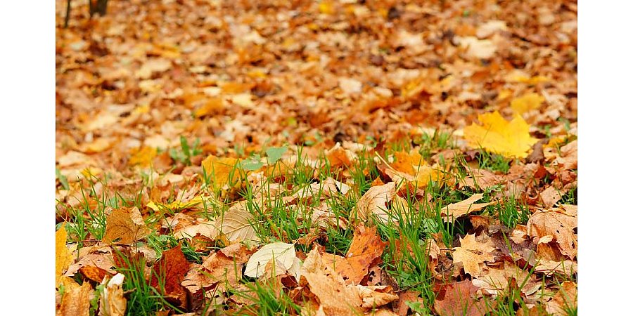 Можно ли сжигать опавшие листья на участках