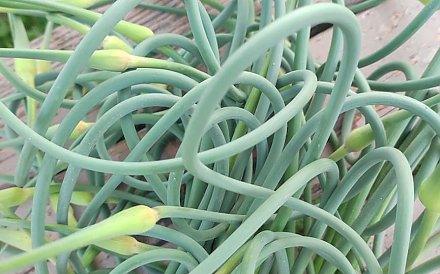 Не выбрасывайте чесночные стрелки. Жительница Барановичей опробовала рецепт из TikTok