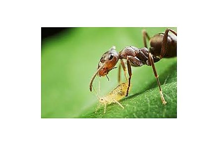 Что делать если тля атакует сад