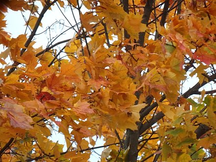 Народные приметы на 29 сентября 2025 года: что можно и нельзя делать в этот день