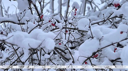 Будет ли снежным день 19 февраля в Беларуси, рассказали синоптики