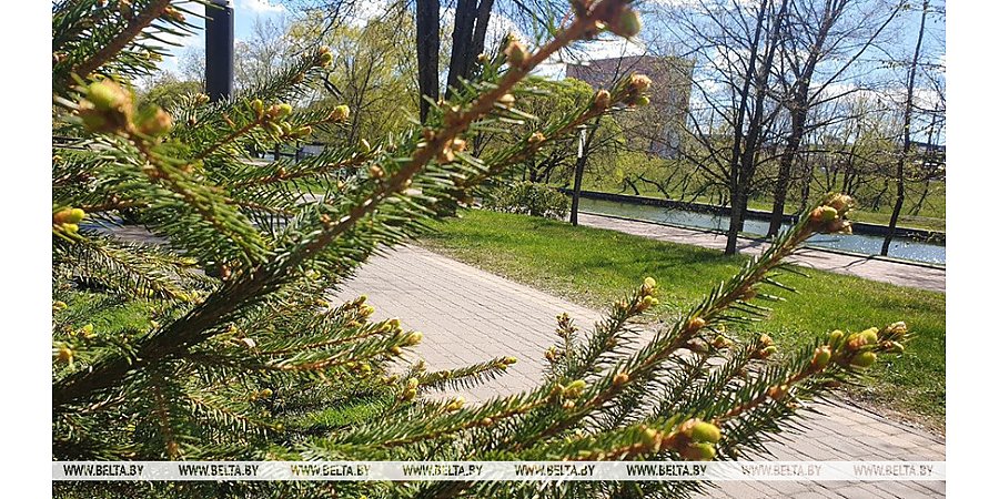 Ночные заморозки и резкое потепление днем прогнозируют в Беларуси 2 мая