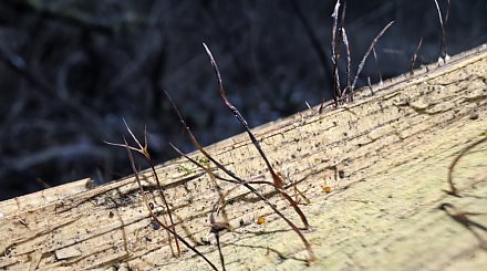 Ученые обнаружили в Беловежской пуще новый для нацпарка вид гриба