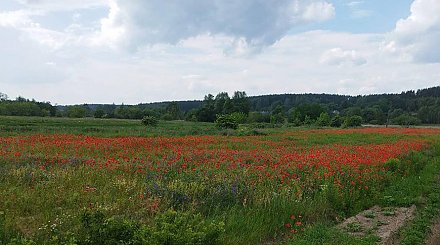 В Гродненской области уничтожено более 160 кг дикорастущего мака за полторы недели