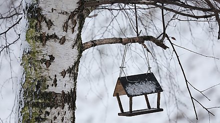Столбик термометра покажет плюс? Какие температуры прогнозируют синоптики 24 февраля