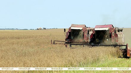 В Беларуси с учетом рапса намолотили более 7 млн тонн зерна