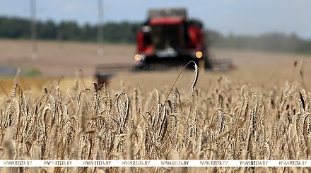 В Беларуси собрано 10 млн тонн зерна с учетом рапса и кукурузы