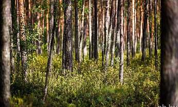 Ограничения на посещение лесов действуют в Гродненской области