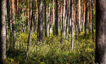 Ограничения на посещение лесов действуют в Гродненской области