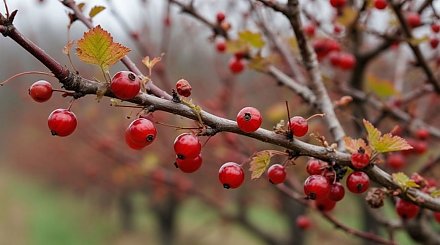 Не выкидывайте срезанные ветки смородины! Заготавливаем бесплатные черенки