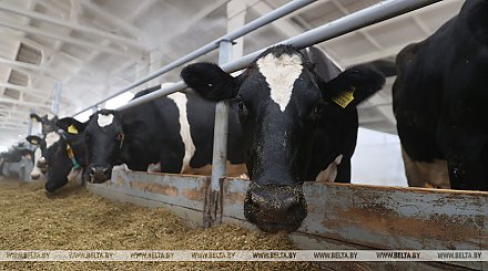 Сельхозорганизации Беларуси в I квартале увеличили производство молока на 8,5%