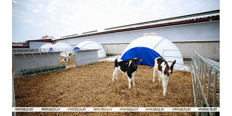 "Комплекс построили, все зачистили - распишись". Александр Лукашенко о подходах в наведении порядка на селе