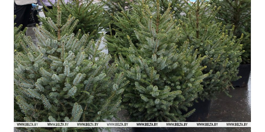 Купили елку в кадке? Рассказываем, как весной правильно пересадить ее на участок