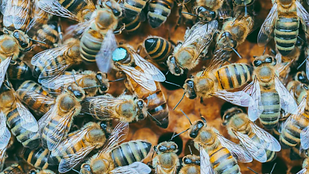 Устройте пчелиные игры в Яков день: приметы на 5 ноября 