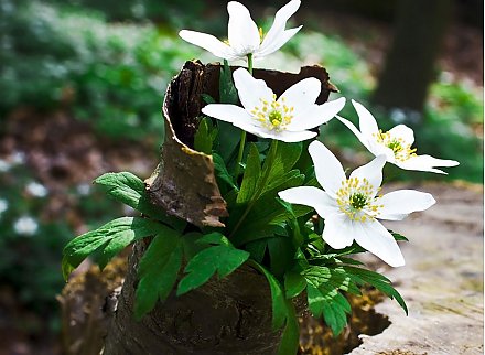 Букет из леса может обойтись в штраф до 30 базовых величин