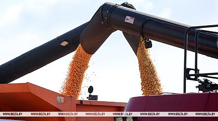 Массовая уборка кукурузы на зерно началась в Беларуси