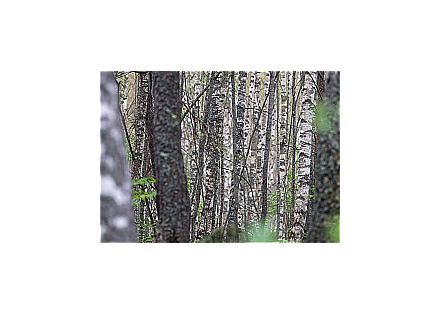 В десяти районах Гродненской области ограничено посещение лесов
