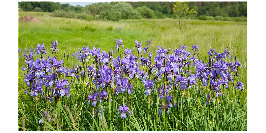 Народные приметы на 11 июня: что можно и нельзя делать в этот день
