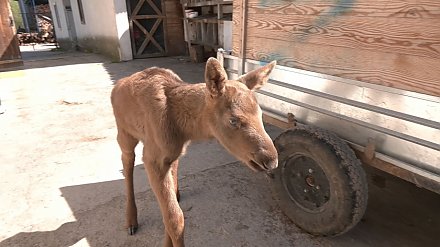 Спасённый на пожаре лосёнок приехал в Гродно и уже заселился в новый дом