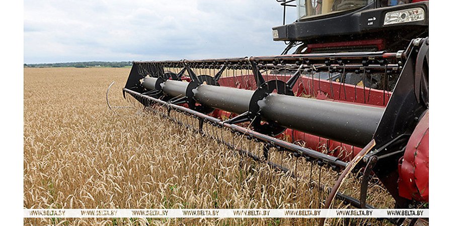Свыше 9,8 млн тонн зерна с рапсом и кукурузой намолочено в Беларуси
