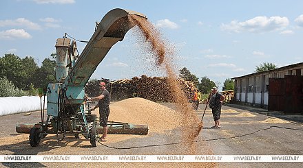 В Беларуси намолотили 3 млн тонн зерна